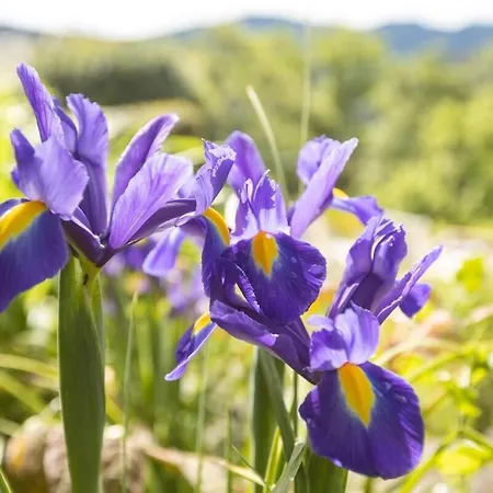 Les Hotes Du Chataignier Bed & Breakfast 3*