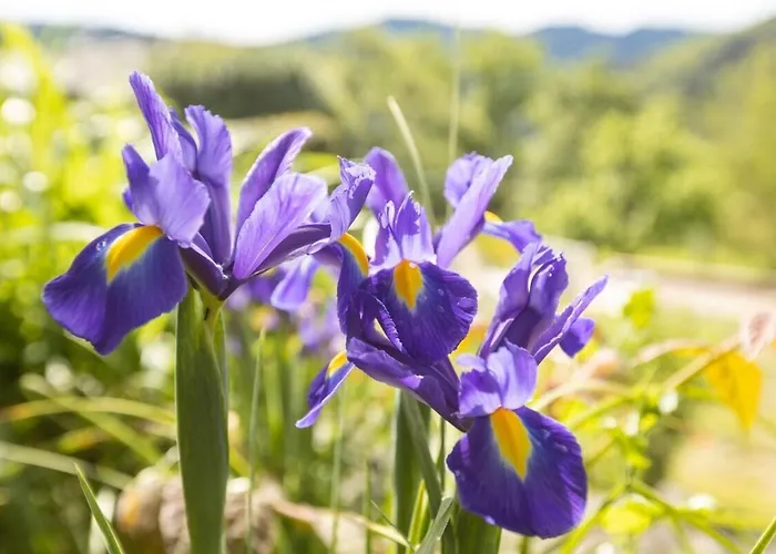 Les Hotes Du Chataignier Nocleg ze śniadaniem 3*
